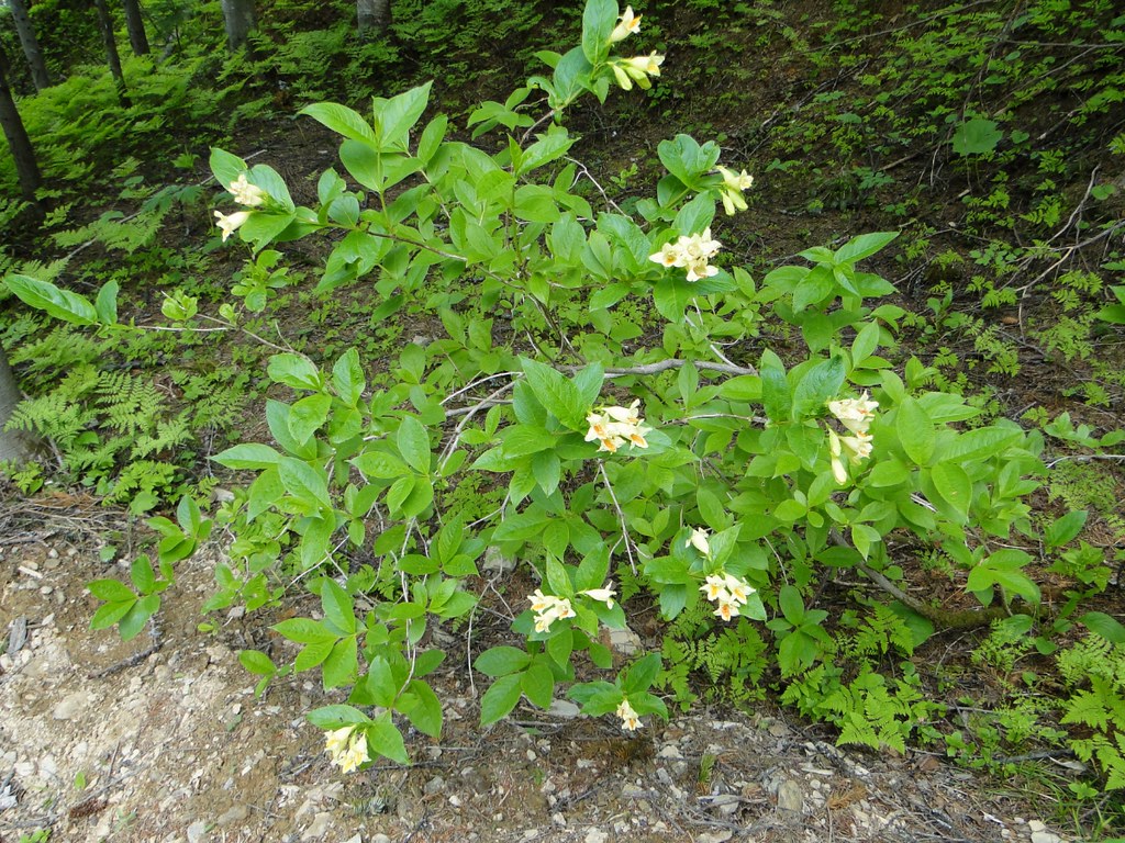 Weigela middendorffiana